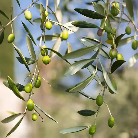 Maximilian מאלצ'סינה